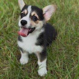 AKC Tri Triple clear - Black and tan female Pembroke Welsh Corgi puppy in Summerfield, Florida from Promise Land Farm