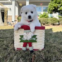 Coconut - White female American Eskimo Dog puppy in Clermont, Florida from Shadow Kennels