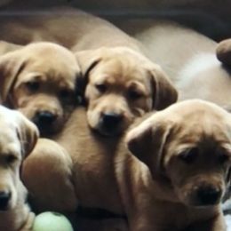 Labrador Retrievers from Loyd’s Labradors
