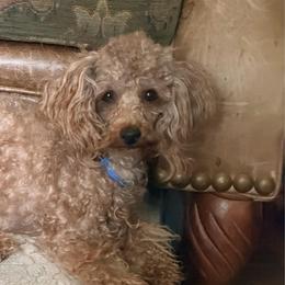Michelle - Poodle