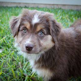 Australian Shepherd Puppies from Forte Australian Shepherds & Co.