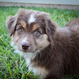 Australian Shepherd Puppies from Forte Australian Shepherds & Co.