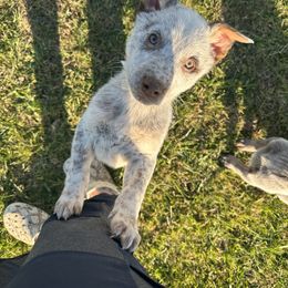 Pendleton - Australian Cattle Dog puppy in Ohio from Double C Stockyards