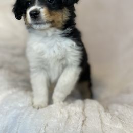 Miniature American Shepherd, Miniature Australian Shepherd, and Toy Australian Shepherd Puppies from Little Dipper mini Americans and toy Aussies