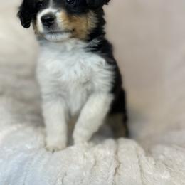 Miniature American Shepherd, Miniature Australian Shepherd, and Toy Australian Shepherd Puppies from Little Dipper mini Americans and toy Aussies