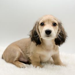 Male 4 - Cream male Dachshund puppy in Moses Lake, Washington from Evergreendox Dachshunds