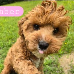 Ember - Cavapoo