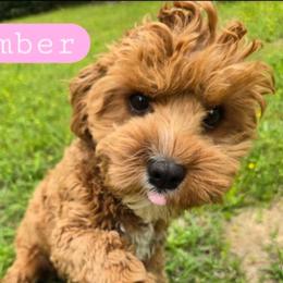 Ember - Cavapoo
