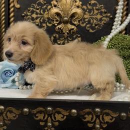 Dallas - Cream male Dachshund puppy in Collins, Georgia from Liberty Longhair Dachshunds