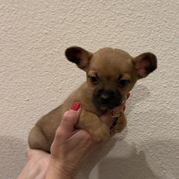 2,500 small size Brownie - Chocolate sabled fawn female Chihuahua puppy in Burleson, Texas from Tiny Diiamond Chihuahua