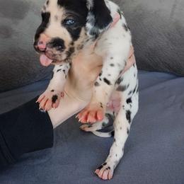 Bruno - Harlequin Great Dane puppy in Marshall, Michigan from Dream K9