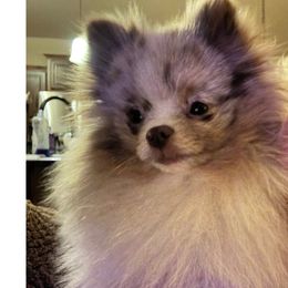 RhyLee - Pomeranian