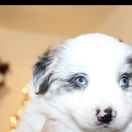 Miniature Australian Shepherd and Toy Australian Shepherd Puppies from Bar IV Aussies