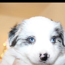 Miniature Australian Shepherd and Toy Australian Shepherd Puppies from Bar IV Aussies