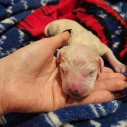 Dalmatian Puppies from America's Dalmatian Friends