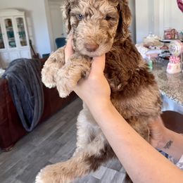 Goldendoodle, Labradoodle, and Sheepadoodle Puppies from The Parrish Doods