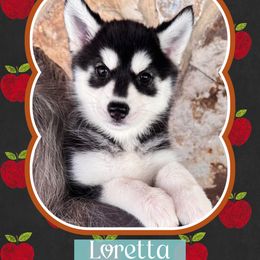 Loretta Lynn - Black and white female Pomsky puppy in Venus, Pennsylvania from Hemlock Pines Pomsky