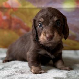 Ganache - Chocolate male Dachshund puppy in Pflugerville, Texas from Dream A Dream Dachshunds
