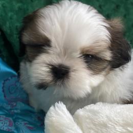 Boy 2 - Red and white male Shih Tzu puppy in Centralia, Washington from FRUFFLES SHIH TZUS