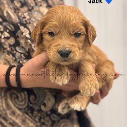 Jack - Red  male Goldendoodle puppy in Lancaster, Minnesota from North Star Dog Training