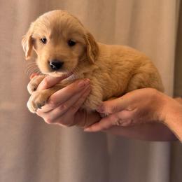 Reese - Golden male Golden Retriever puppy in Mc Neal, Arizona from K&N Golden Retriever Companion