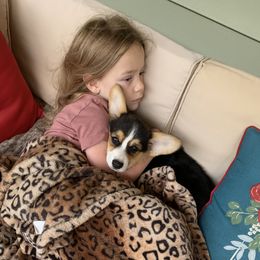 Golden Retriever and Pembroke Welsh Corgi Puppies from Silver Myst Acres