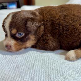 Coco - Red tri female Miniature Australian Shepherd puppy in Dillwyn, Virginia from Sand Creek Toy and Mini aussies