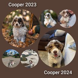 Aussiedoodle All Grown Up from Leafy Acre Mini Farm