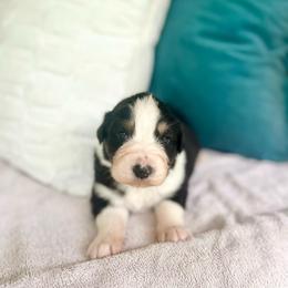 Nestle - Black tri-color male Australian Shepherd puppy in Kentland, Indiana from Pine Grove Aussies