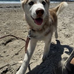 Siberian Husky Puppies from Young Orchard Siberians