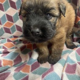 June - Wheaten female Soft Coated Wheaten Terrier puppy in Nokomis, Illinois from Windhill Wheatens