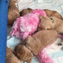 Goldendoodle Puppies from CharLia's Holistic English Cream Golden Retrievers & Doodles