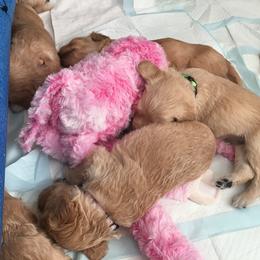 Goldendoodle Puppies from CharLia's Holistic English Cream Golden Retrievers & Doodles
