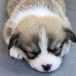 Pembroke Welsh Corgi Puppies from Timberside
