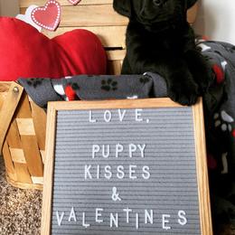 Labrador Retriever Puppies from Brookside Labrador Retrievers