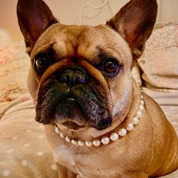 Joi - French Bulldog