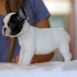 Silver Collar - White and brindle female French Bulldog puppy in Wichita, Kansas from Phantasticus French Bulldogs