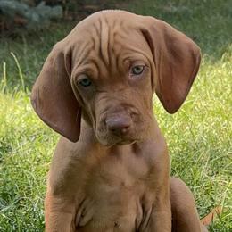 Vizslas from Tallgrass Vizslas