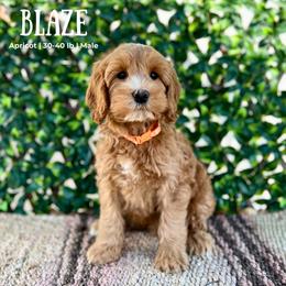 Blaze - Caramel male Australian Labradoodle puppy in Hartshorne, Oklahoma from Jena Edmond
