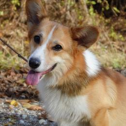 Merlin - Pembroke Welsh Corgi