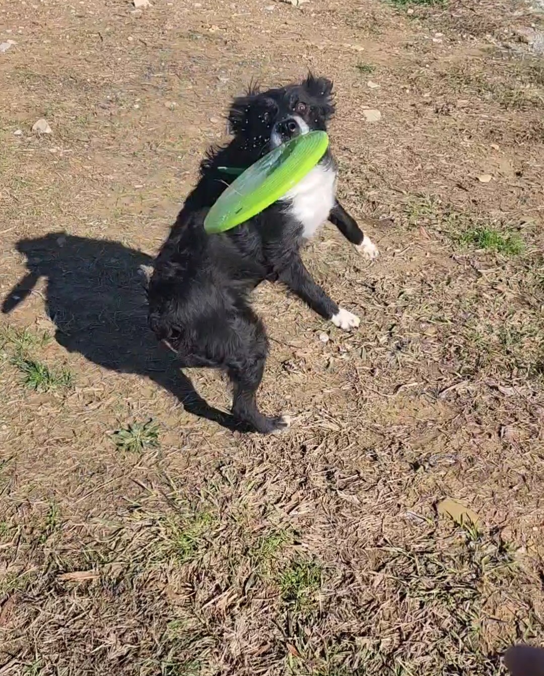 Charlie - Australian Shepherd
