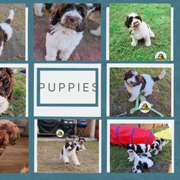 Australian Labradoodle Puppies from HighStar Australian Labradoodles, Inc.