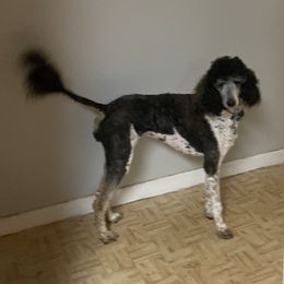 Riley - Poodle