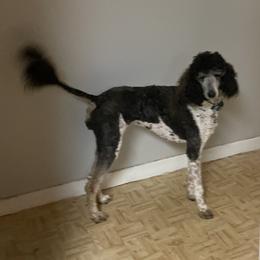 Riley - Poodle