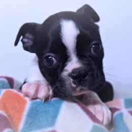 Baby Azula - Black and white female Boston Terrier puppy in Kingsport, Tennessee from Sleepwalker Bostons