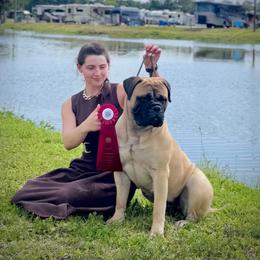 EMBER - Bullmastiff