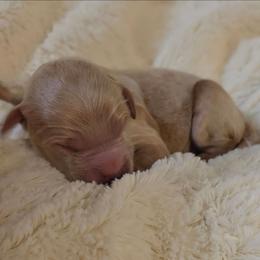 Oak - Apricot male Goldendoodle puppy in Gunnison, Utah from Curls and Camo Pups
