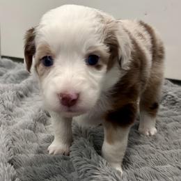 Australian Shepherd Puppies from Wylie Mini Aussies