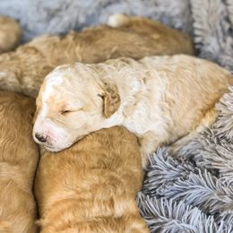 Goldendoodle Puppies from Magnolia Doodles of Southern Miss