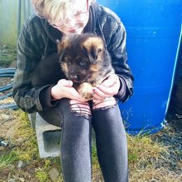  Puppies from Chinook Valley Farm